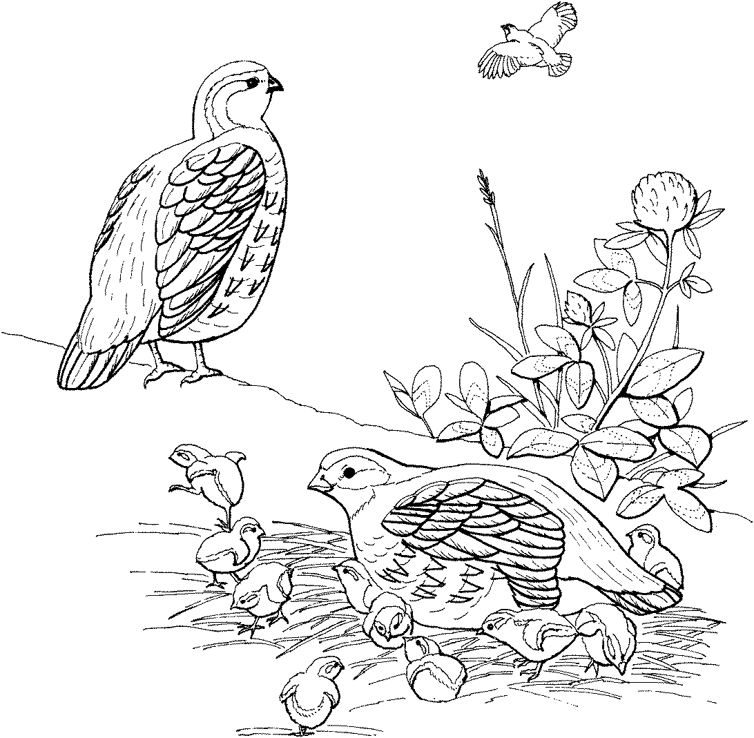 Free Coloring Books To Download And Print 3