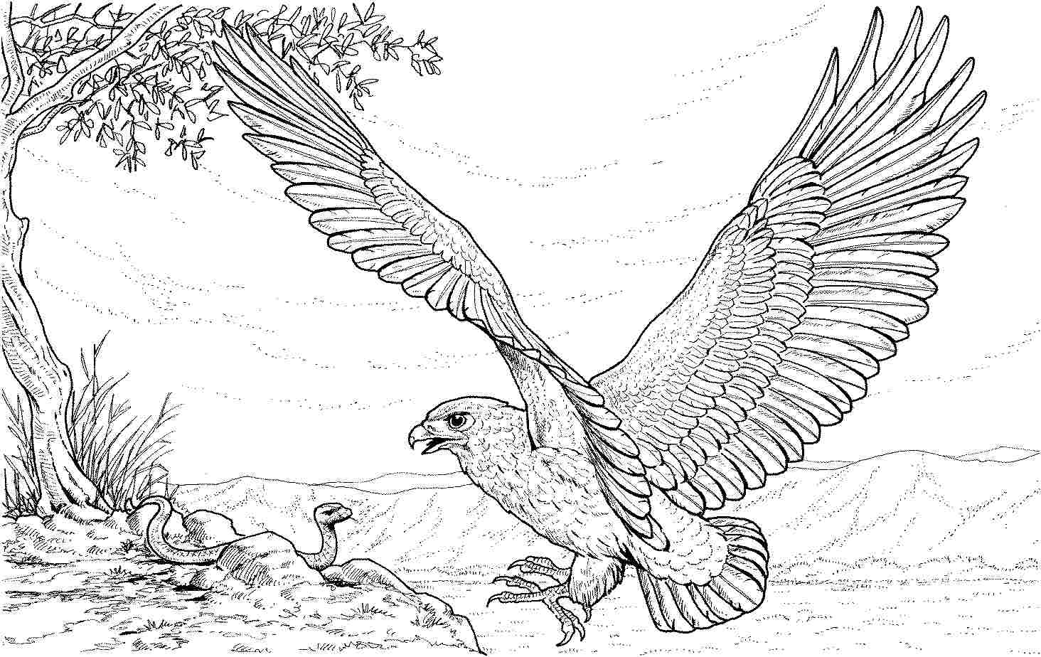 Coloring Picture Bald Eagle 7